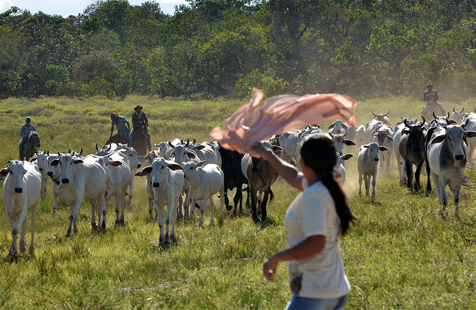 Ribeirinha acena com pano para o gado solto no Cerrado. Foto: Gilberto Alves/Especial para o Metrópoles