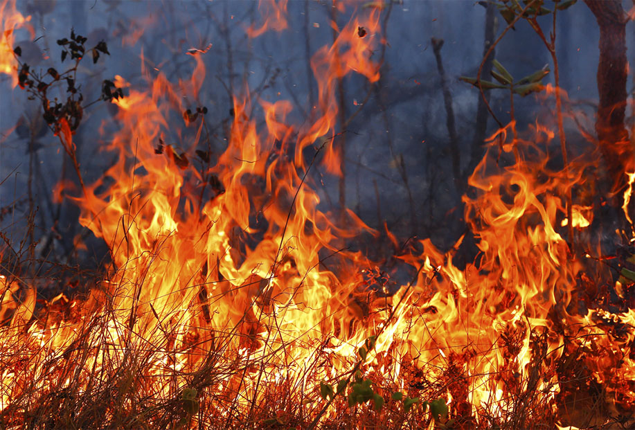 Apague o fogo com um balde de água. incêndios florestais no verão. plano