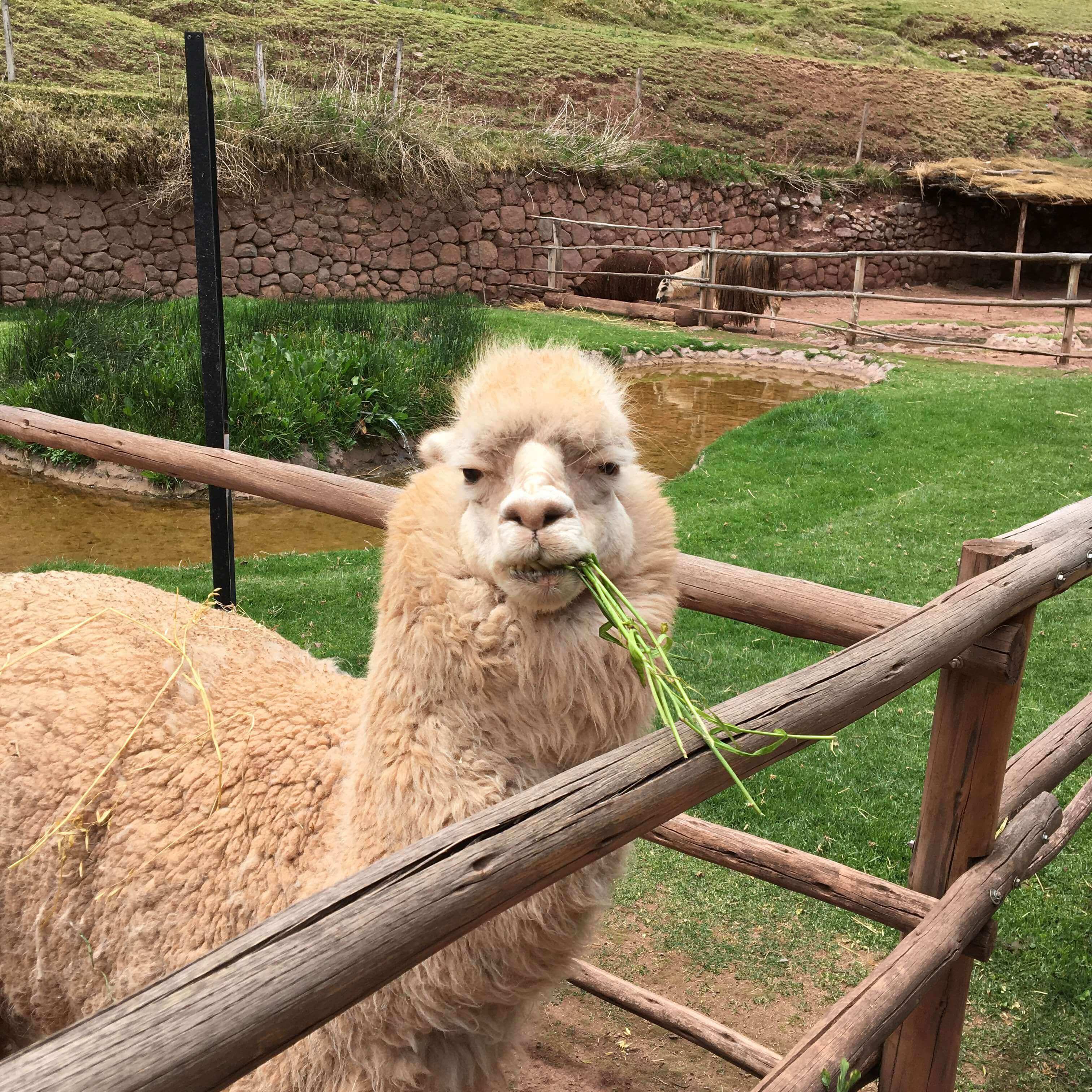 Lhamas e alpacas, símbolos do país, são alimentadas pelos turistas em locais como o Awana Kancha