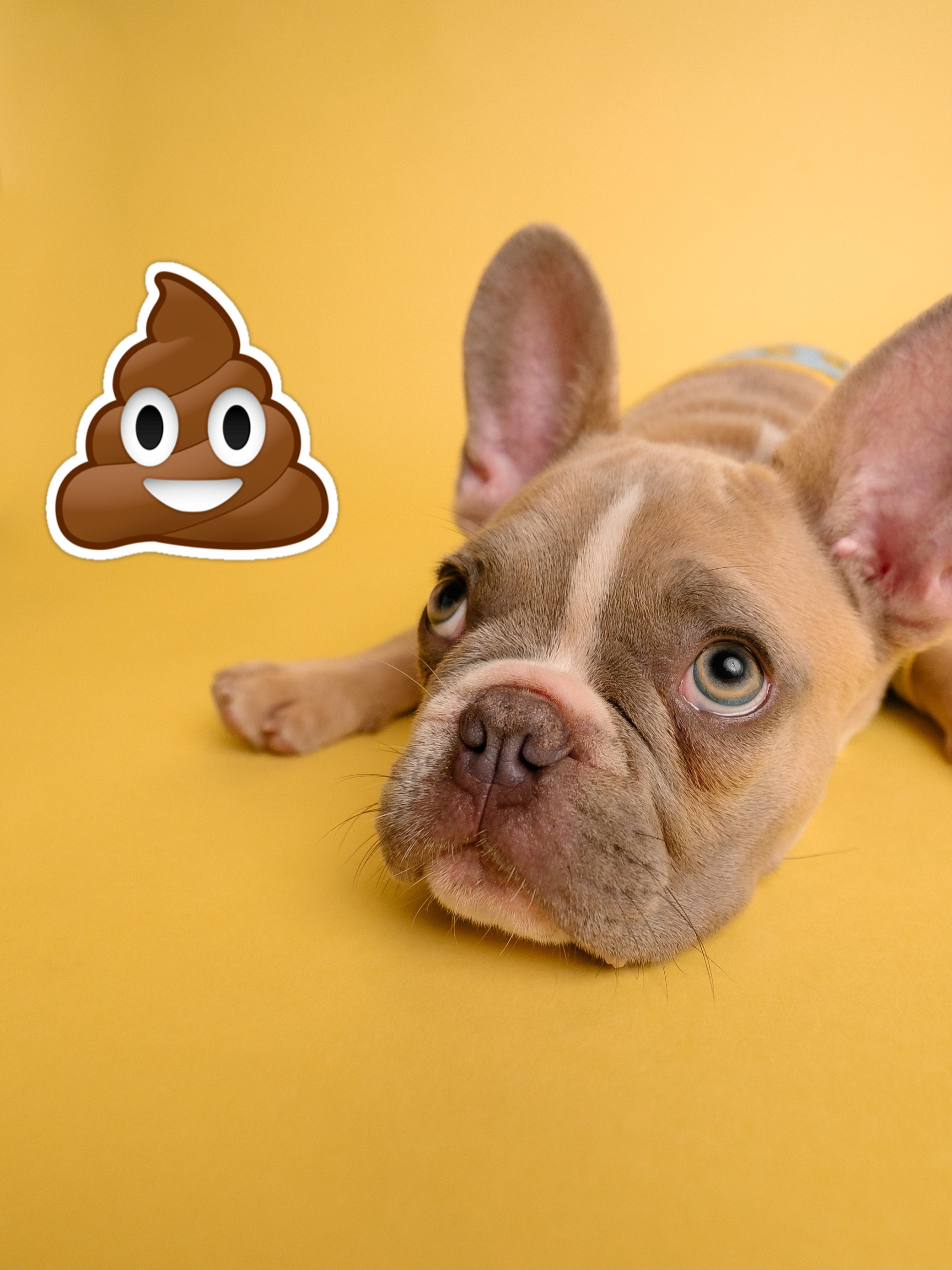 Bulldog come fezes Clearance